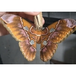 Rothschildia equatoralis eggs
